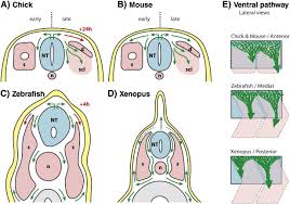 In vertebrates, somites subdivide into the sclerotomes, myotomes, syndetomes and dermatomes that give rise to the vertebrae of the vertebral column, rib cage and part of the occipital bone; Early Migration Of Trunk Nc Cells A Migration Of Chick Trunk Nc Download Scientific Diagram