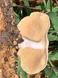 Image result for Siphonochilus longitubus