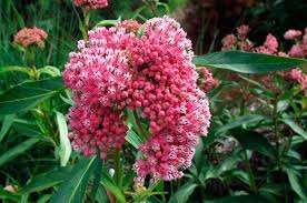 We did not find results for: Top 10 Easy Plants For Kids To Grow Birds And Blooms