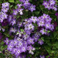 Check spelling or type a new query. Klematis Gibridnyj Morning Sky Po Cene Ot 350 Rub Sazhency Kupit V Moskve S Dostavkoj Internet Magazin Vse Sorta