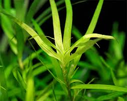 Image result for Heteranthera callifolia