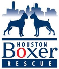 The loving, loyal boxer lab mix makes for a great addition to any family. Pets For Adoption At Houston Boxer Rescue In Houston Tx Petfinder