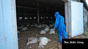 In china ist nach behördenangaben erstmals bei einem menschen eine infektion mit der vogelgrippe vom typ h10n3 nachgewiesen worden. Vogelgrippe Erste Falle Des H5n8 Virus Bei Menschen