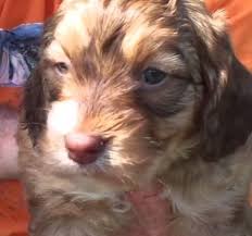 Over the years the purchase of springerdoodle puppies have grown in popularity due to their compatibility with other pets. Springer Spaniel Poodle Mix Springerdoodle Temperament Size Adoption Lifespan