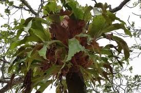 Image result for Platycerium stemaria