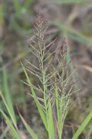 Image result for Dinebra