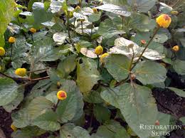 Image result for Spilanthes costata