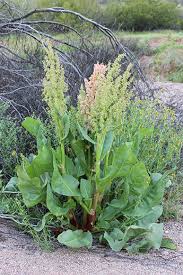 Image result for Rumex ruwenzoriensis