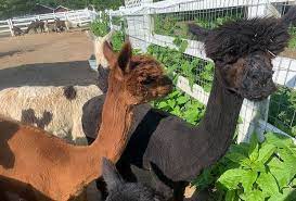 We did not find results for: See Baby Animals At Petting Zoos And Family Farms In Nj Mommypoppins Things To Do In New Jersey With Kids
