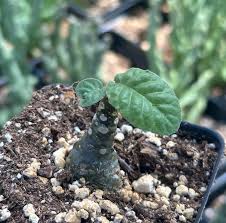Image result for Dorstenia