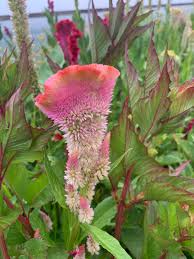 Image result for Celosia schweinfurthiana
