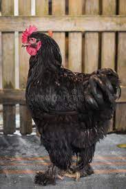5,132 Hen Black Cock Stock Photos - Free & Royalty-Free Stock Photos from  Dreamstime