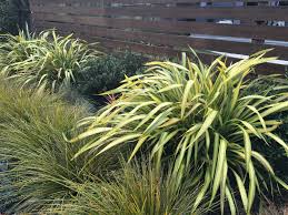 Fragrance is key in a tropical garden. Gardening 101 New Zealand Flax Gardenista