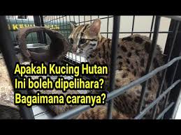 Provinsi yang letaknya di bagian paling selatan dari pulau kalimantan ini memiliki segudang daya tarik yang tak boleh dilewatkan sedikitpun oleh para penjelajah keindahan indonesia. Kucing Hutan Ini Dilindungi Bolehkah Dipelihara Youtube
