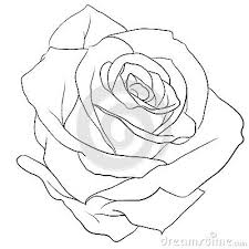 Rosebud Rose Zeichnung Rosenzeichnungen Illustration