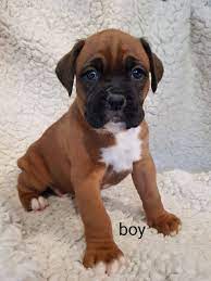 They will come with akc registration, shot record and health guarantee. Boxer Puppies For Sale Dogs And Puppies For Sale Near Me Facebook