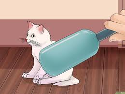 Yavru Kedi Nasil Sevilir 14 Adim Resimlerle Wikihow