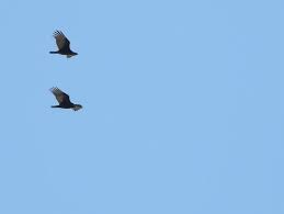 Birds Of Prey Central Florida Turkey Vultures In Flight Tigertail Beach Marco Island Florida 12 4 2019 Marco Island Florida Bird Photography Bird Photo