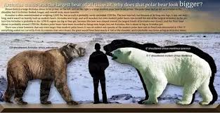 Most camels are domestic animals. Which One Would Win A Fight A Polar Bear Or A Grizzly Bear Quora