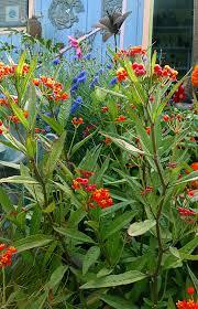 Asclepias Curassavica Silky Deep Red Tropical Milkweed Buy Online At Annie S Annuals