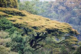 Image result for Newtonia buchananii