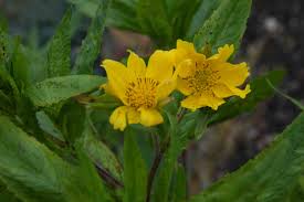 Image result for Guizotia