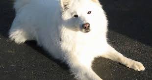 Black American Eskimo Dog For Sale American Eskimo Dog Breed Information And Pictures American Eskimo Dog American Eskimo Dog Breeds