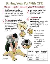 Free Printable Pet Cpr And Emergency Dog Pet Medical