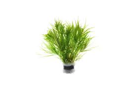 Image result for Blyxa