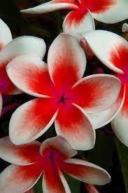 Guide to the 15 best smelling indoor plants (with pictures and care tips) so your home can smell and look plumeria is tropical plant that's grown for its incredible fragrance and gorgeous flowers. Pin On Photography Flowers