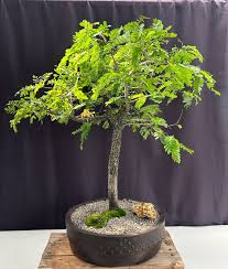 Image result for Tamarindus