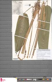 Image result for Halopegia azurea