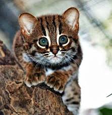 Rusty Spotted Cat The World S Smallest Wild Cat Small Wild Cats Animals Wild Cats