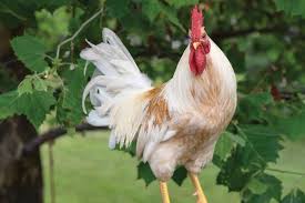 Sign up for our email newsletter. The Dark Side Of The Coop Humanepro By The Humane Society Of The United States