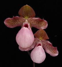 Image result for Microsorum pappei