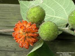 Image result for Broussonetia papyrifera