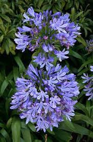 Pin By Cee Meyer On South African Plants Herbaceous Perennials Agapanthus Africanus African Plants