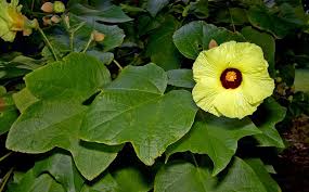 Image result for Azanza lampas