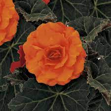 Nonstop Mocca Deep Orange Tuberous Begonia Begonia X Tuberhybrida Tuberous Begonia Orange Plant Flowers Perennials