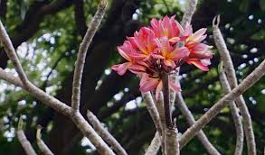 Maybe you would like to learn more about one of these? Hari Menanam Pohon Ini Alasan Kamboja Selalu Ada Di Kuburan Indonesia