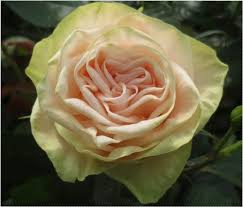 Gwendolyn By Eufloria Flowers German Garden Rose Exquisite Peach 12 Stem Bunch Wholesale Flowers Diy Wedding Flowers Flowers