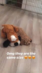 A smartpetlove snuggle toy is for me the ultimate comfort toy. Smartpetlove S Snuggle Puppy Might Be The Solution To Your Dog S Separation Anxiety