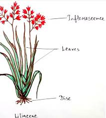 Image result for Liliaceae