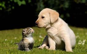 Free Cute Dog And Cat Wallpaper Hd Baby Dogs Cute Baby Dogs Dog Cancer
