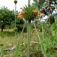 Image result for Leonotis