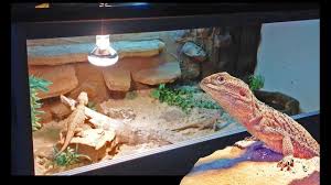 How to build your own reptile cage animals mom me. New Desert Dragon Setup How I Make My Rock Background Youtube