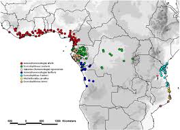 Image result for Scorodophloeus