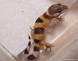 Super Hypo Tangerine Carrot Tail Hatchlings Have Arrived Onlinegeckos Com Gecko Breeder