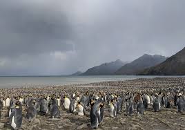 If from movies and other places you got the idea penguins don't dance, you are wrong. Penguin Watch Zooniverse