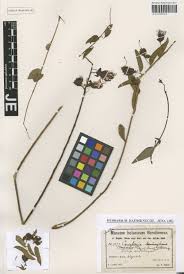 Image result for Agelanthus tanganyikae